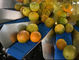 Cinghia di alimentazione su ordinazione del pesatore di Multihead della frutta SUS304 per la prevenzione nociva